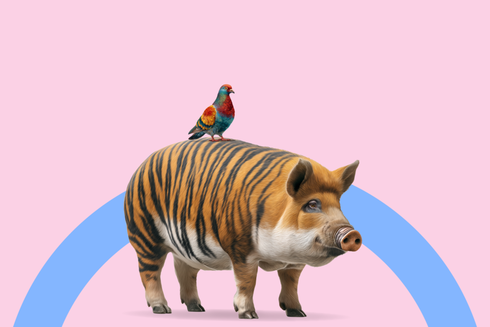 Image of a Tiger Pig with a bird on its back